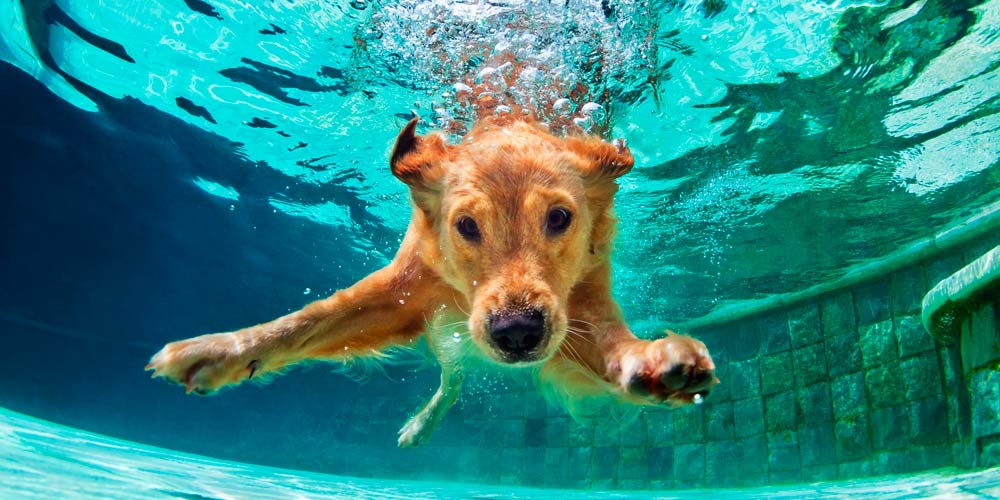 ¿Cómo cuidar a tu perro en verano?