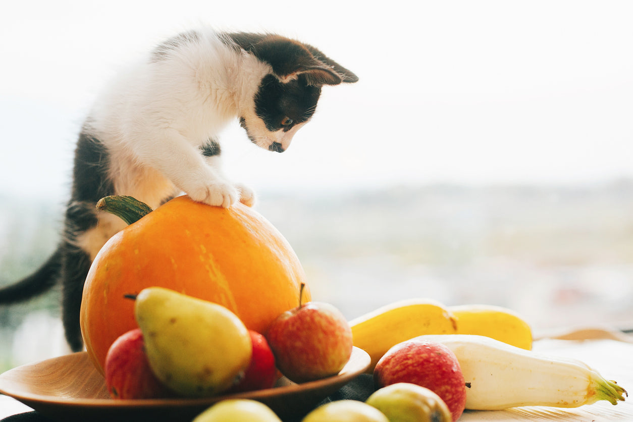 Frutas que pueden comer los gatos