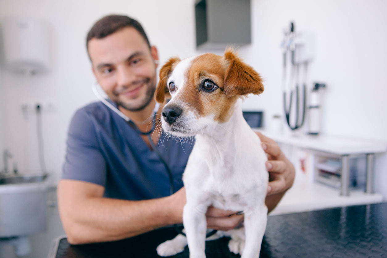 Cómo prevenir y tratar la inflamación intestinal en perros