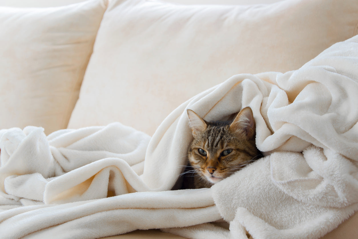 gripe gatos