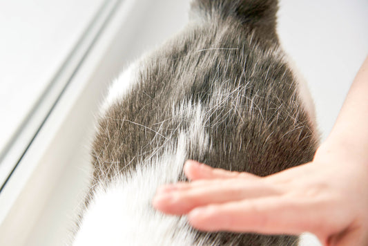 Cómo prevenir y tratar la inflamación intestinal en gatos