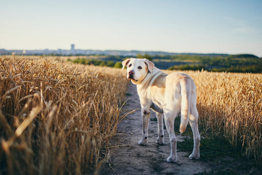 ¿Mi perro necesita más campo o más ciudad?
