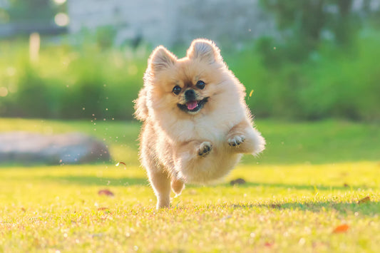 Pomerania toy: características y cuidados