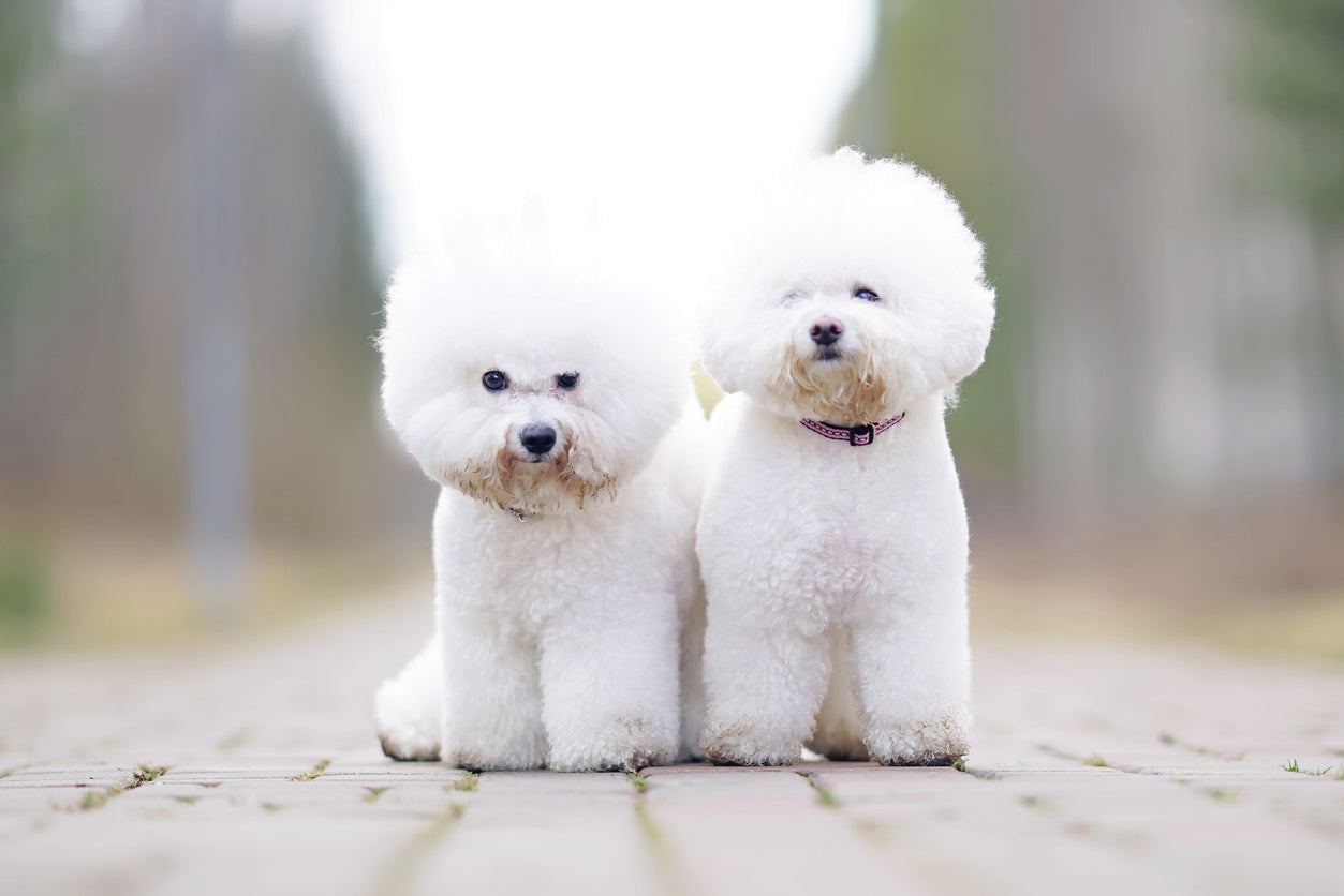 ¿Qué colores puede tener un caniche toy?