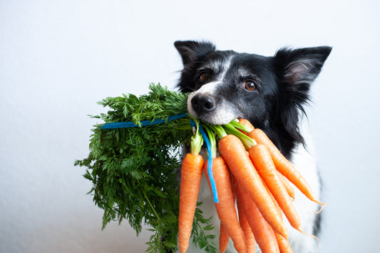 verduras puede comer un perro