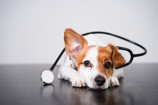 Seguros para perros: la mejor asistencia veterinaria para cuidar de la salud de tu mascota