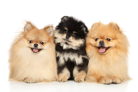 colores pomerania