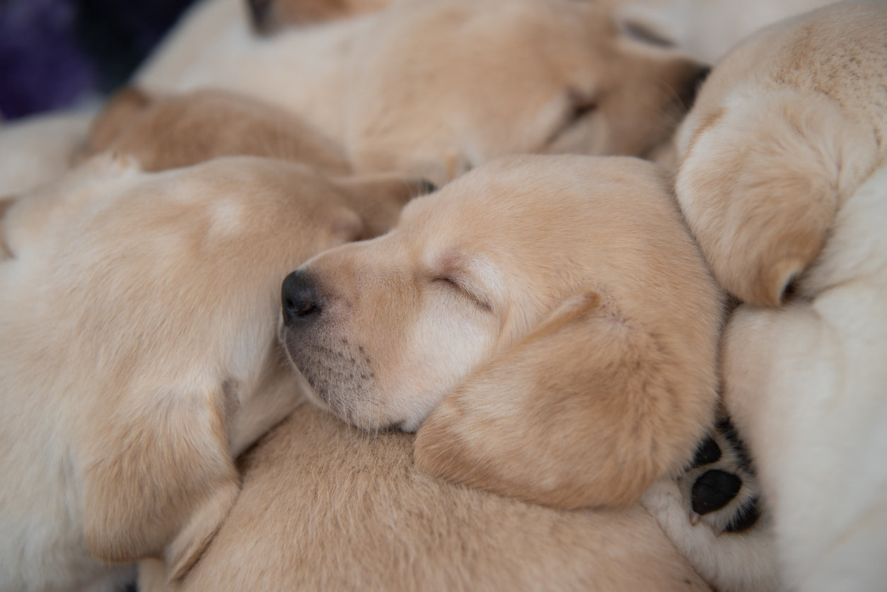 suplementos perras lactantes