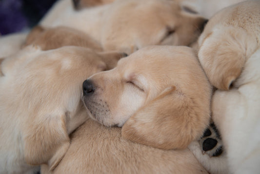 suplementos perras lactantes