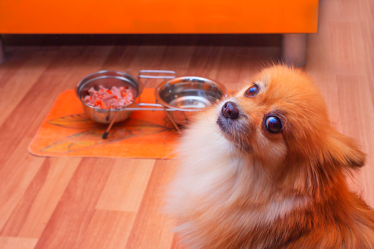 Alimentación natural para pomerania: qué dar y qué evitar