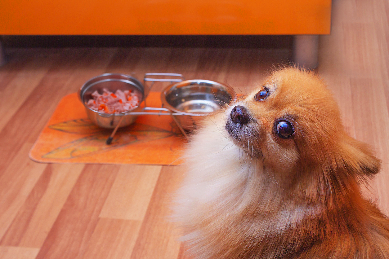 alimentacion pomerania