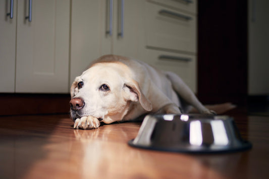 Cuando tu perro deja de disfrutar de la comida
