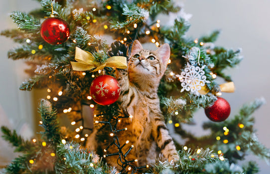 Ideas de regalos de Navidad para gatos