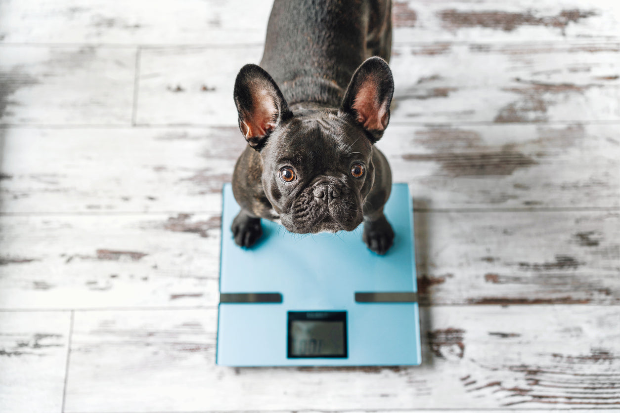 Calculadora de comida para perros: Asegura la porción ideal