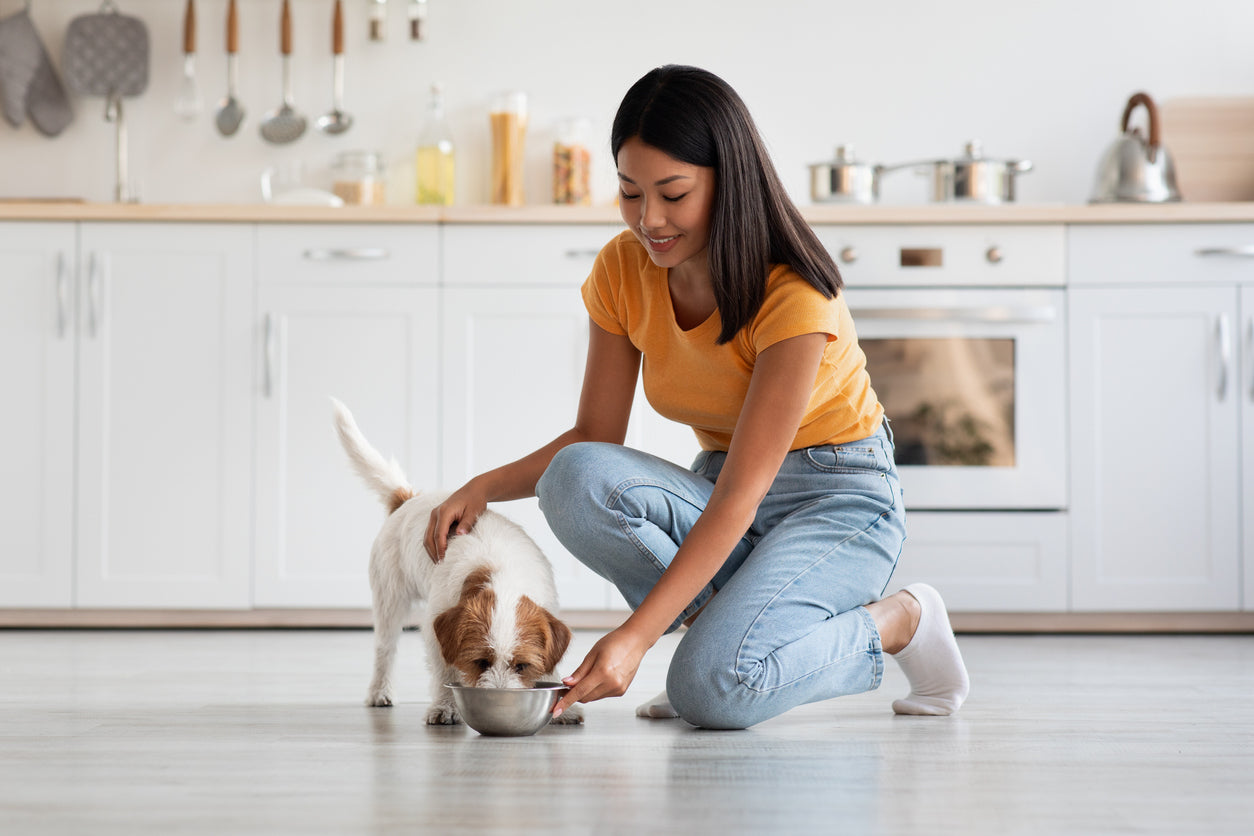 Qué son los probióticos para perros