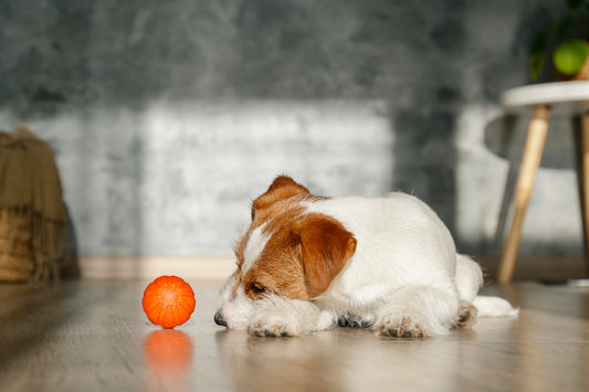 Los mejores suplementos para la anemia en perros