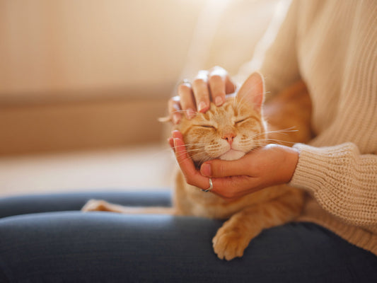 Malta para gatos: beneficios, dosis y contraindicaciones