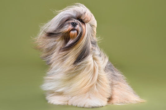 Suplementos para la piel y pelaje de tu mascota