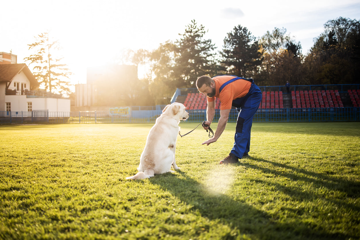 Educación canina positiva en familia