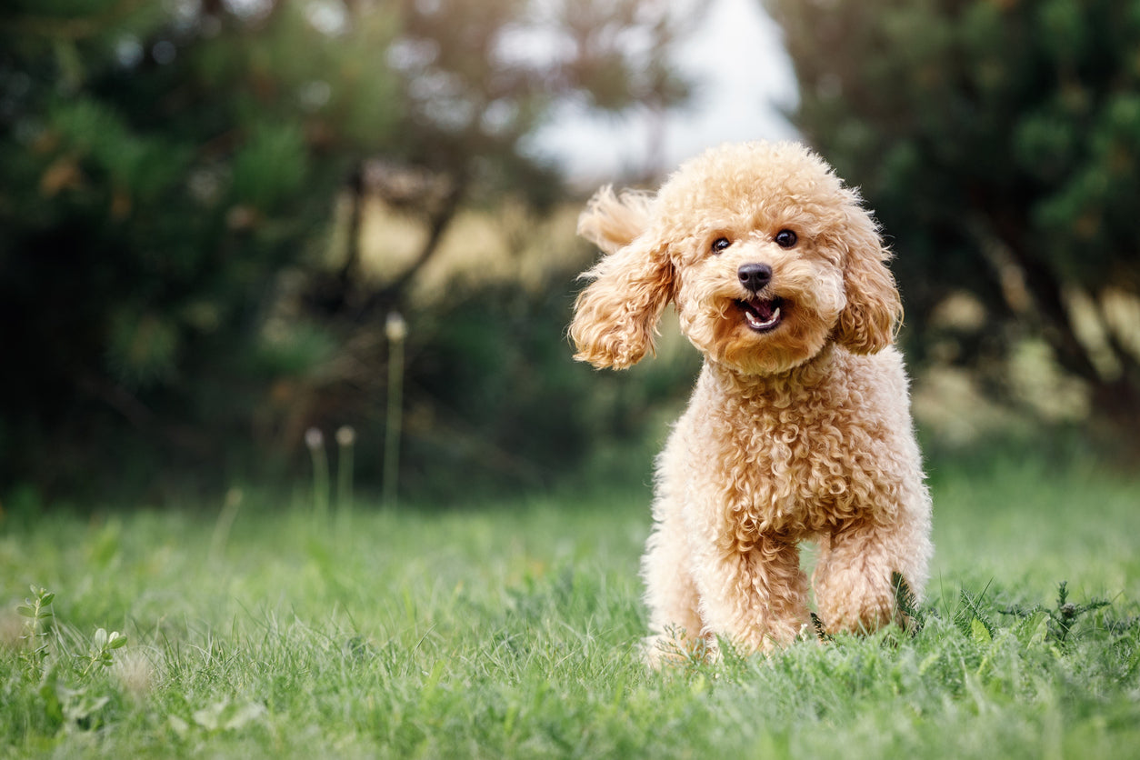 caniche toy