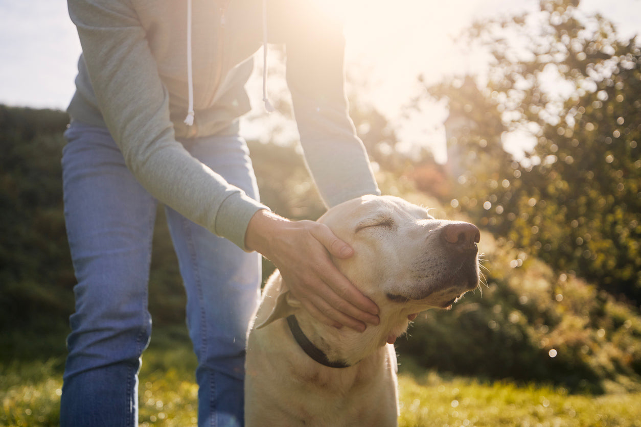 Emociones caninas: lo que tu perro siente
