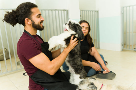 Qué hacer cuando no puedes viajar con tu perro