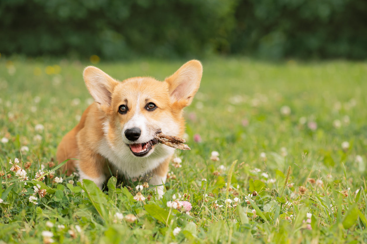 snacks deshidratados para perros