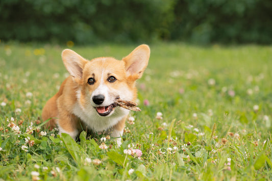 snacks deshidratados para perros