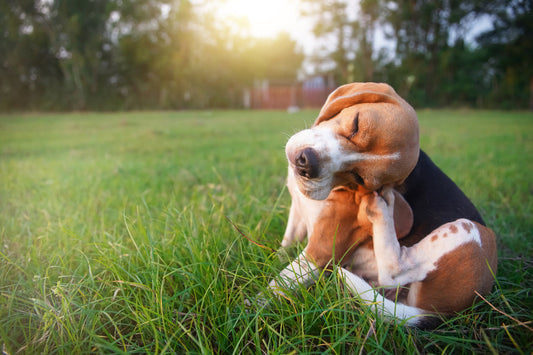 Dermatitis atópica en perros