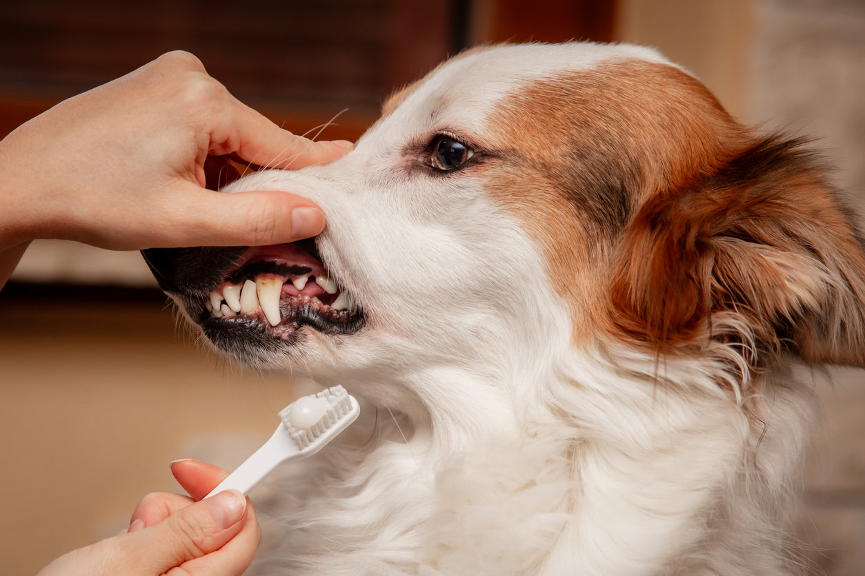 La mejor rutina dental para tu perro