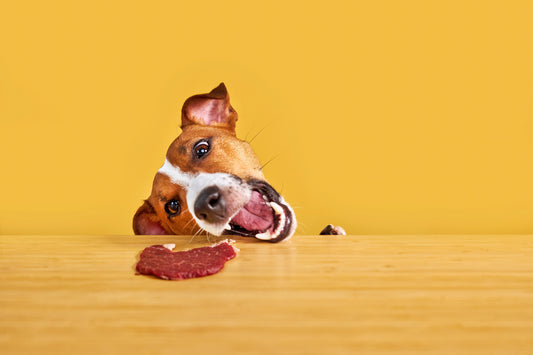 ¿Puede comer carne de ternera los perros?