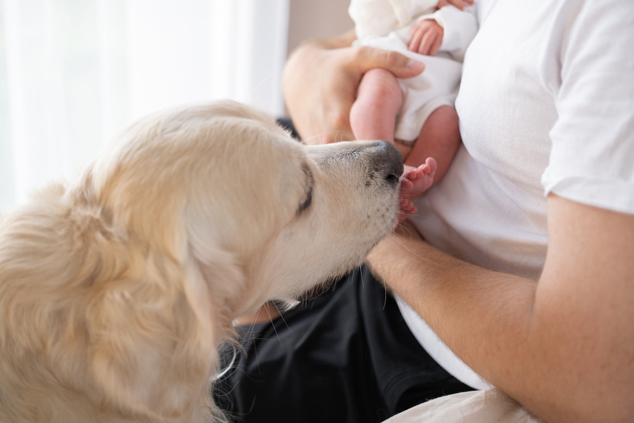 Cómo preparar al perro ante la llegada de un bebé