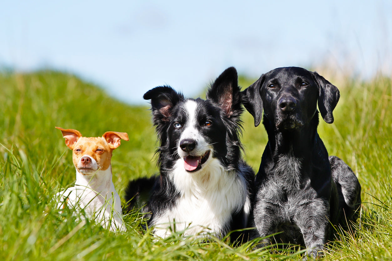 Ventajas de personalizar la dieta de tu perro 