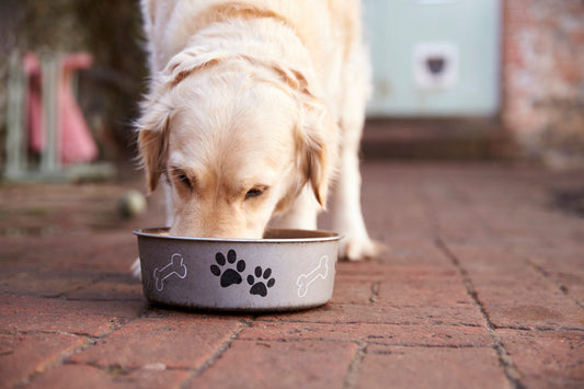 perro comiendo comida cocinada