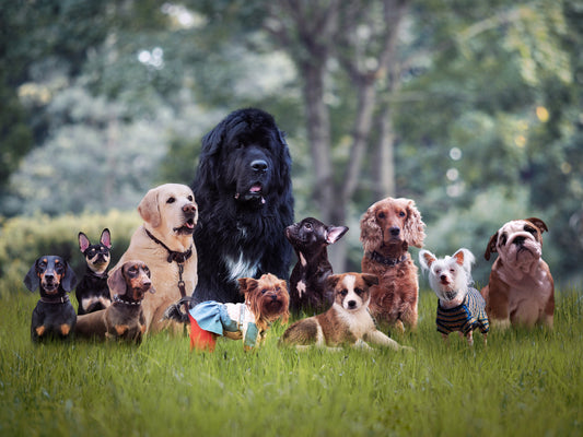 guia completa razas de perros