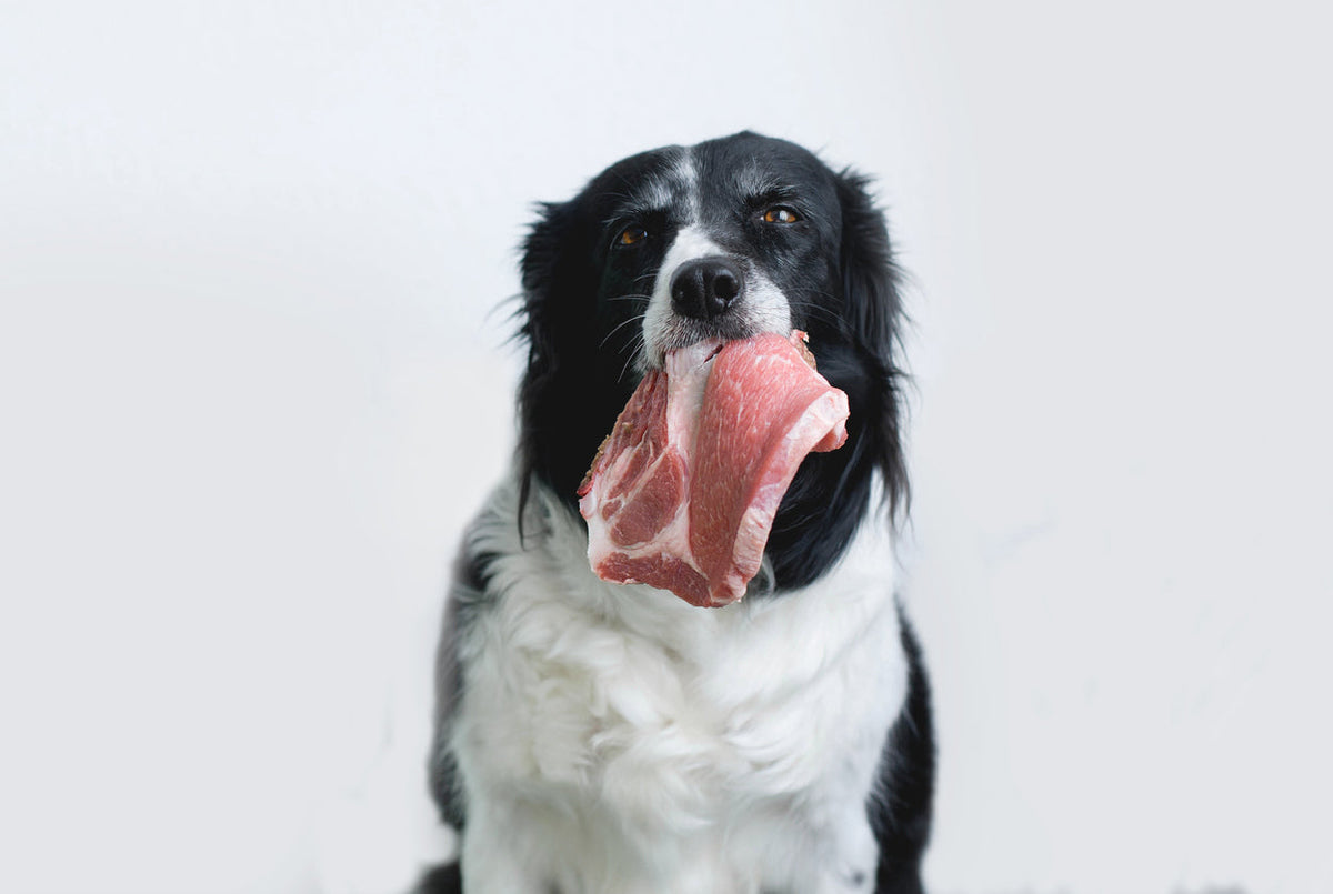 pueden comer cerdo los perros