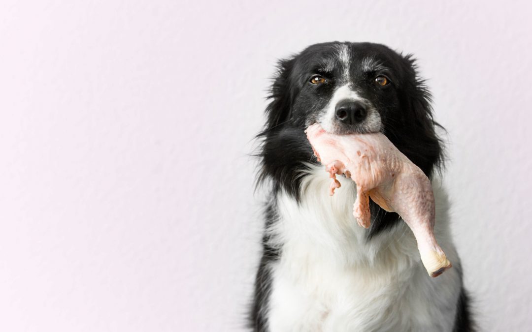 NATURALEZA DEL PERRO: CARNÍVOROS U OMNÍVOROS.