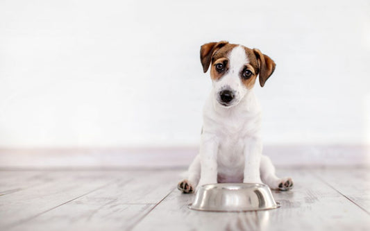 ¿Cómo elegir la mejor comida para tu cachorro?