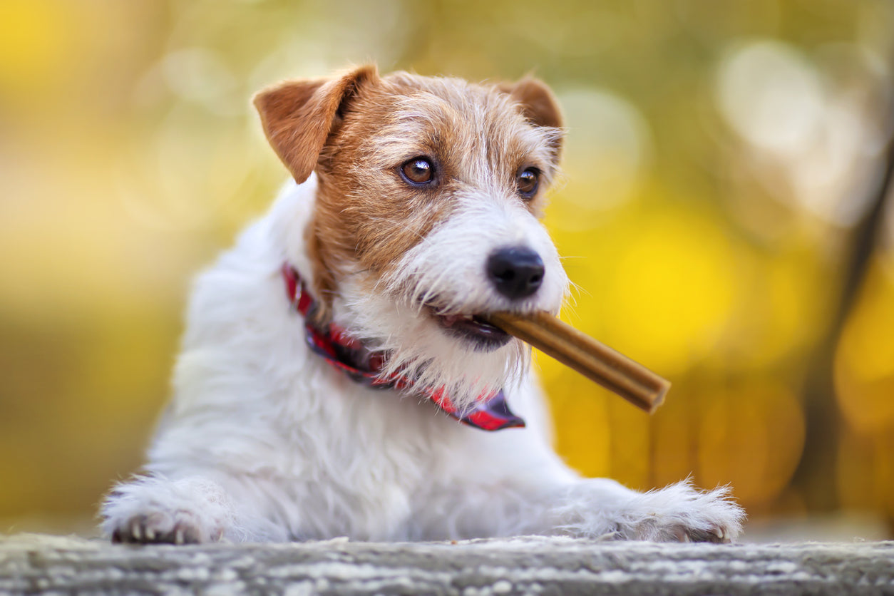 Leche de yak para perros: qué es