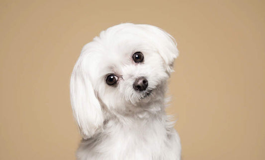 razas perros pequeños