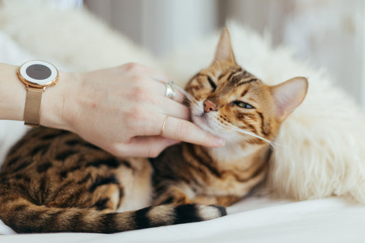 microbiota intestinal en gatos