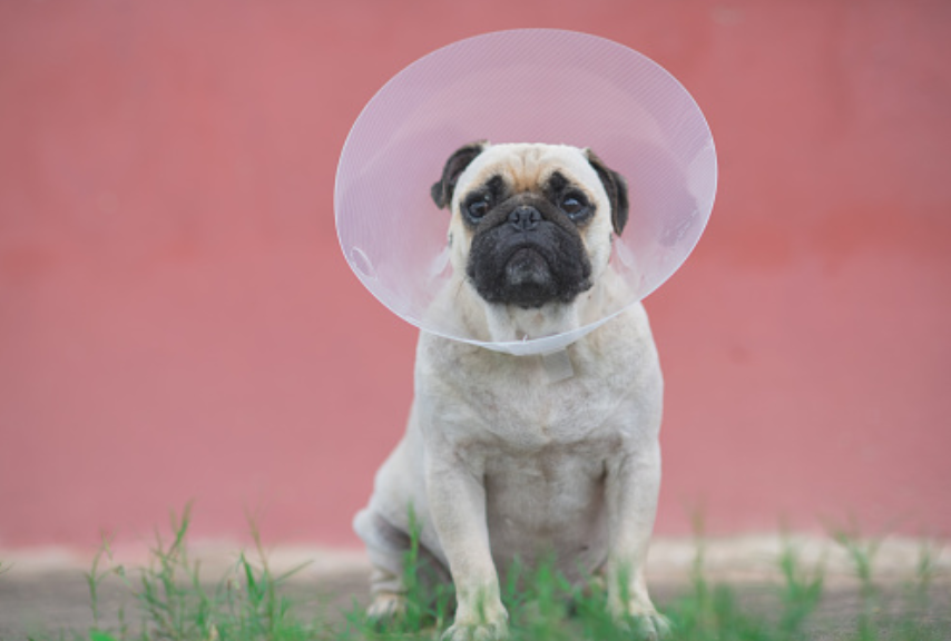 PROS Y CONTRAS DE LA CASTRACIÓN EN PERROS