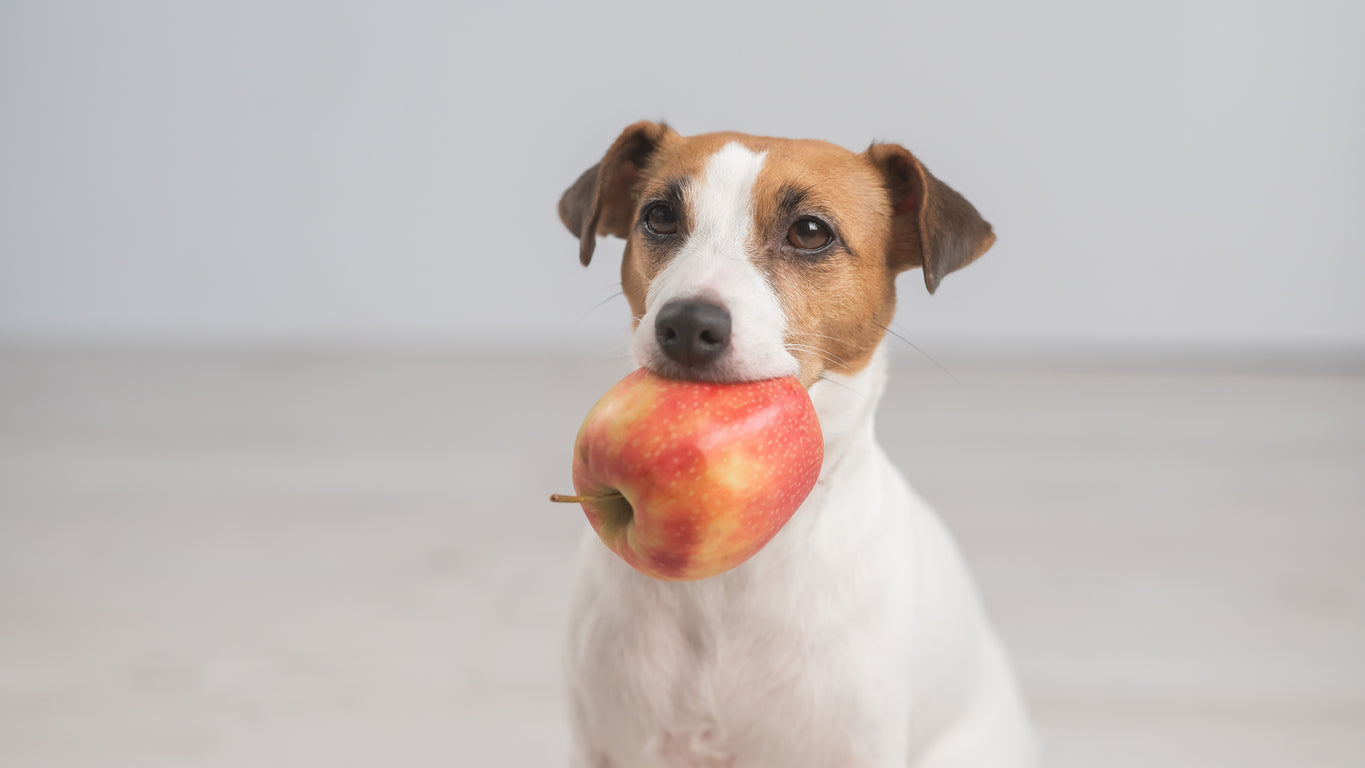 perro comiendo manzana