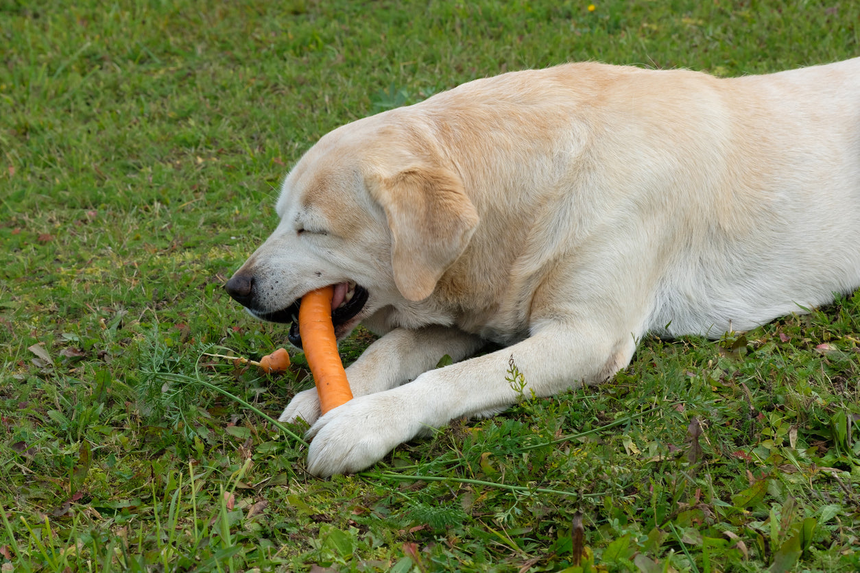 perro comiendo zanahoria