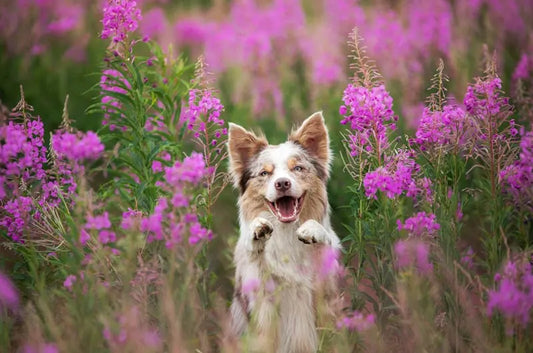 ¿Tienes los perros alergia en primavera?