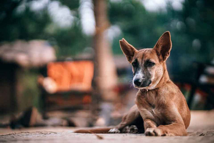 ¿qué Mezcla De Razas Es Mi Perro Mestizo? – Food For Joe