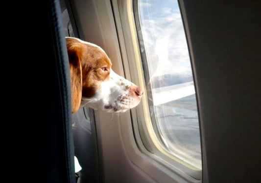 sufren perros al viajar en avión