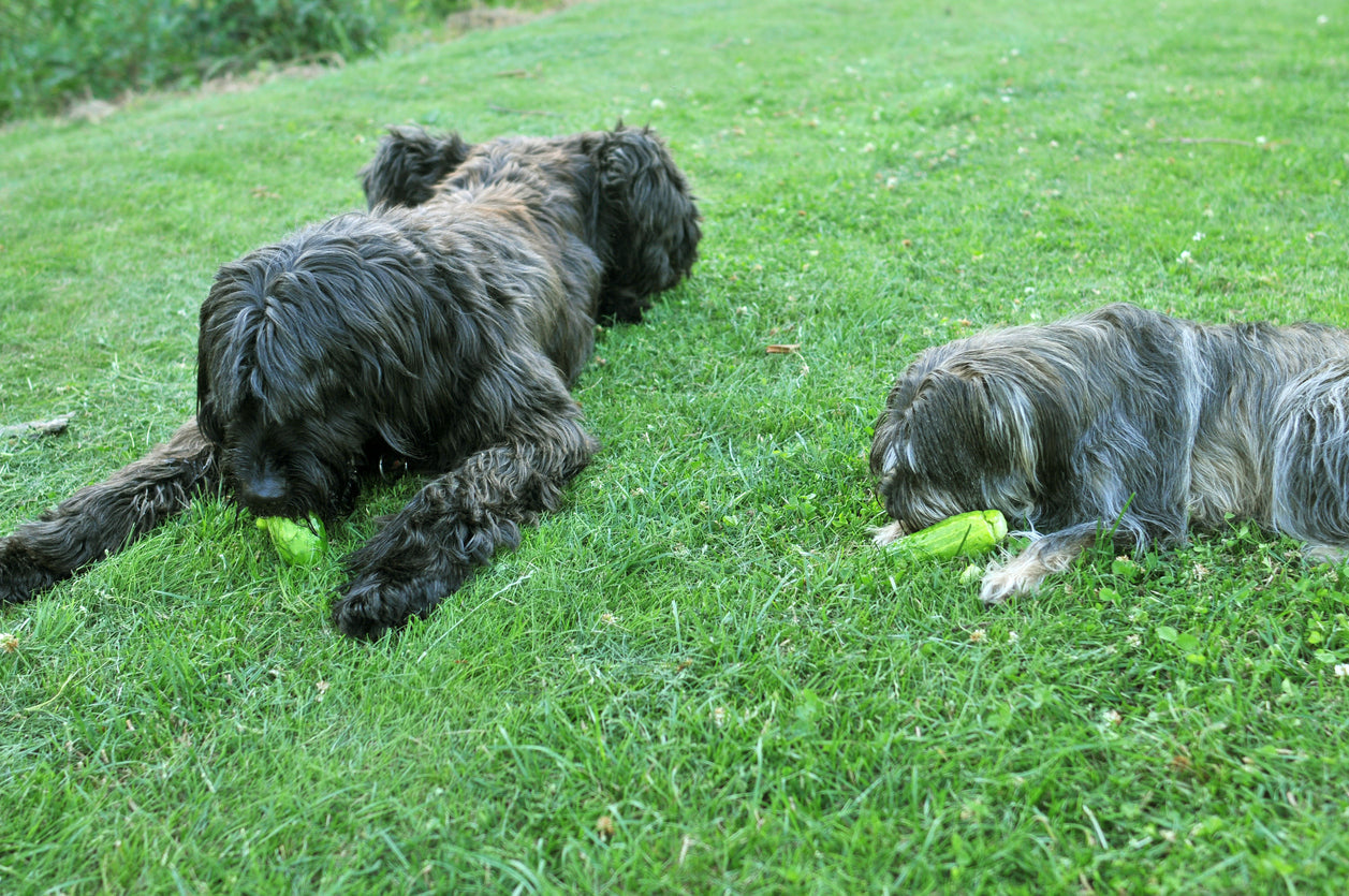 Pepino para perros: beneficios y cómo dárselo