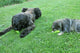 Pepino para perros: beneficios y cómo dárselo