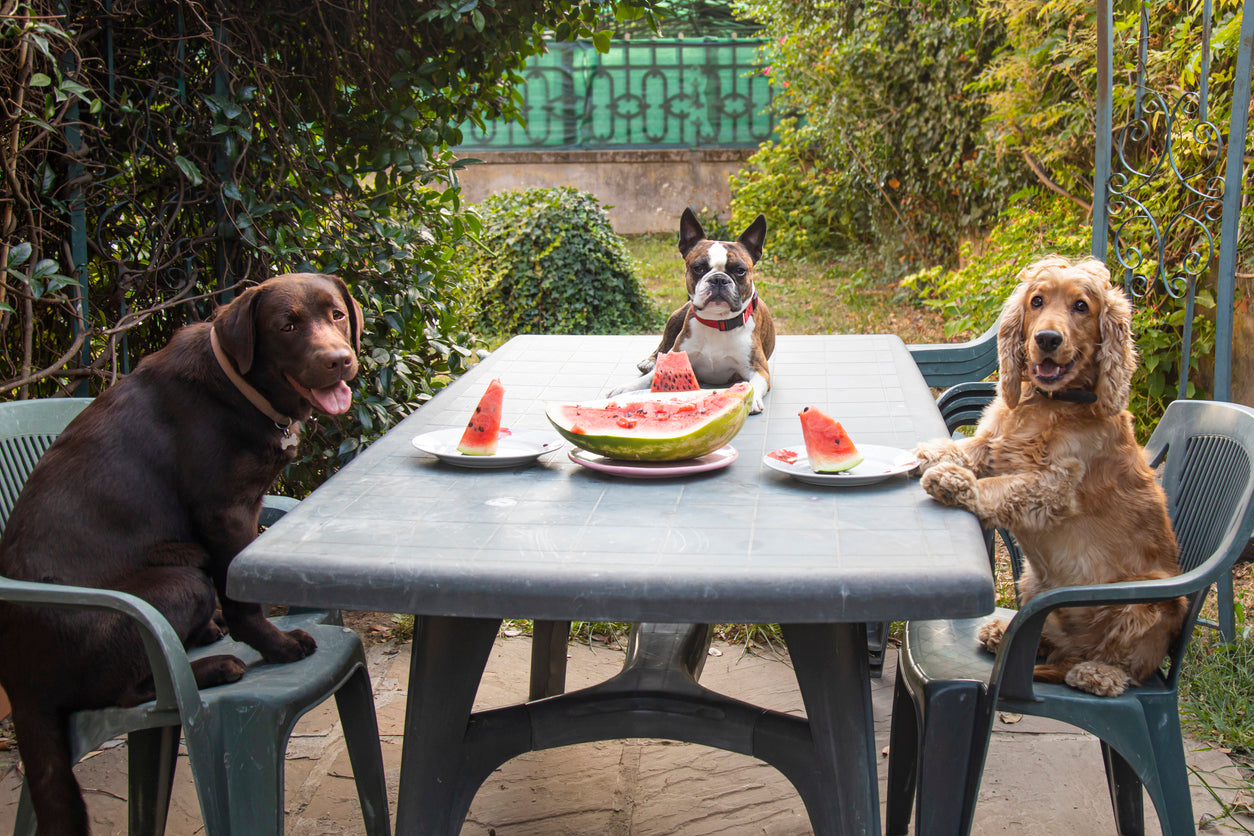 perros comiendo sandía